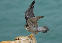 游隼是保护动物吗？