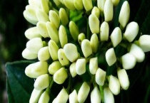 九里香和清香木的区别？