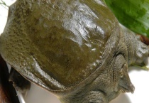 王八的价格 和什么一起炖比较好 附王八的食性