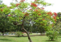 合欢树种植于哪个朝代