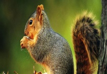 动植物的过冬方式 常见的过冬方式有哪些？