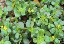 老鼠刺根的功效与吃法