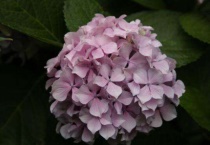 绣球用浅盆还是深盆