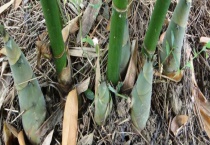 笋的保存方法 存放冰箱有哪些准备工作