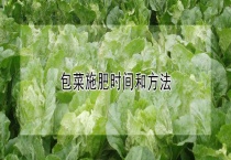 包菜施肥时间和多久？