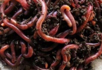 冬天蚯蚓藏在什么地方