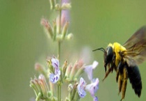 蜂王和蜂后有什么区别？ 附发育过程