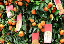 广东桔子树是什么寓意