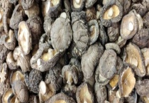 生虫了的干蘑菇还能不能吃 如何保存不生虫