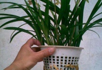 兰花简单的水培多久？