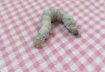 蚕宝宝怕光吗？