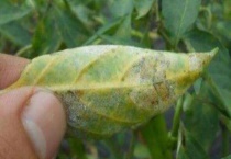 辣椒枯萎病怎么防治