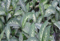 斑马叶万年青有毒吗？