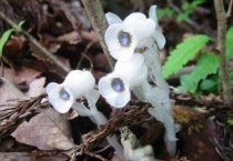 寄生植物有哪些？