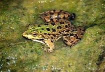 青蛙冬眠时用什么来呼吸