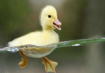 为什么鸭子一只养不活