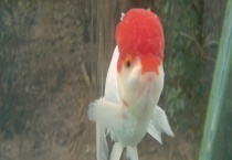 鹦鹉鱼身上有白斑怎么办？附原因和症状