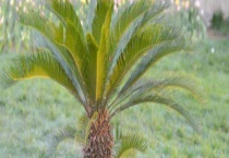 铁树的养殖方法 铁树的繁殖多久？