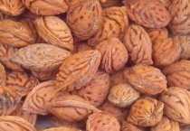 桃核在几月份种好