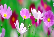 扫帚梅和格桑花有什么不同 附格桑花简介