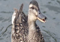 鸭子的性别分辨方法 详细介绍四种多久？