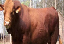 肉牛养牛场建设方法  附养牛场的建设选址