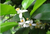 柑桔花期禁用什么药