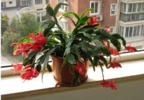 蟹爪兰的寓意和花语