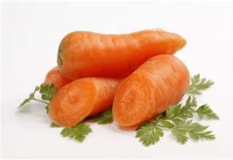 胡萝卜的催芽多久？