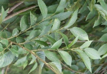 白榆的幼苗是怎样的