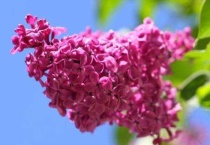 红丁香的寓意是什么？