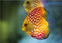 燕鱼吃什么饲料