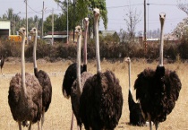 鸵鸟是不是哺乳动物 鸵鸟吃什么食物