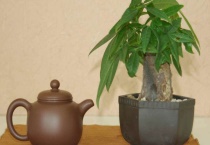 水养发财树叶子变黄原因？