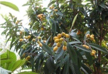 枇杷树能种在院子里吗？