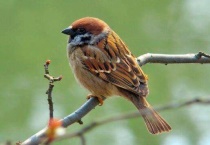 麻雀吃什么食物