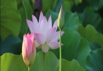 中国十大名花分别是哪些 桂花、水仙、合花等均为十大名花