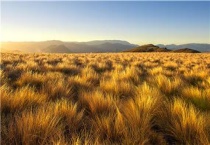 高产牧草品种有哪些？