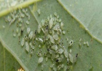 高效氯氟氰菊酯的使用量 详细介绍