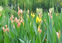 美人蕉的生长习性 有四个方面