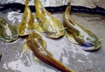 石巴子鱼为什么那么贵