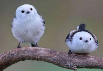 肥啾鸟能养吗？