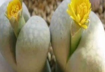 屁股花长高了怎么办？