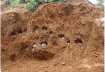 在北半球蚂蚁的洞穴口大多朝北对吗？