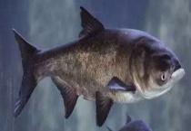 白鲢鱼和花鲢鱼有什么不同 花鲢鱼一般怎么烹饪