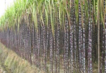 甘蔗除草剂的常见误区 附解决办法