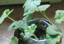 沙土可以养花吗？