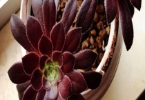 法师杆子软是什么原因？