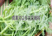 茼蒿可以多次采摘吗？