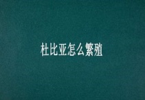 杜比亚怎么繁殖